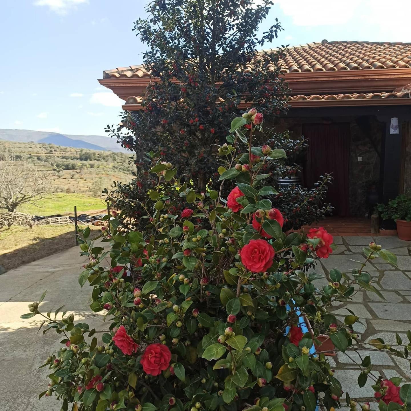 Casa Rural Los Olivos Sotoserrano Eksteriør bilde